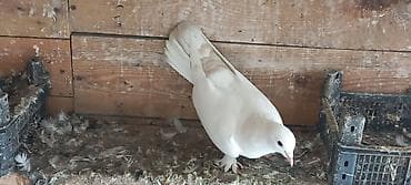 pul sekili: Mayadi. baci qardaşinin 5 saat ucuşu var — 1