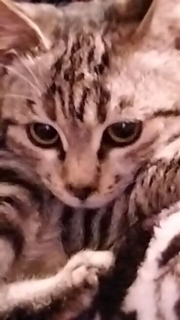 pişik balası: Tabbi, Dişi, Yaxşı əllərə, Ünvandan götürmə — 1