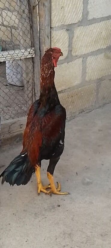 kirpi heyvan: Satılır yanvarın 13 cıxan heyvandı döyüş vidyosu yoxdu bu vəzyədədir — 1