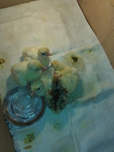 Turşular: Hinduwka balası,Kanada şortlu 3 günlük du elanı qoyanda şəkildəki — 1