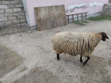 cins ineklerin satisi 2019: Dişi, Qala, il: 1, 80 kq, Damazlıq, Ünvandan götürmə — 4