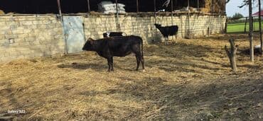 satılık dana saray: Angus melezi 1 qarin dogub.hal.hazirda suni mayalanib.saglam heyvandi — 2