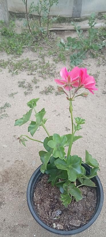 xlorofitum bitkisi: Saksıda sardunya (pelargonium) fidanları - Növ: Pelargonium — 4