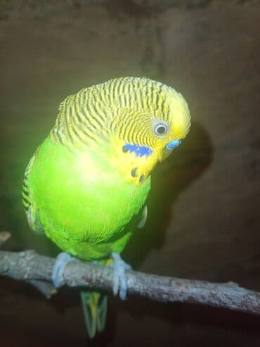 отдам в добрые руки: Her şey ile 50m yuva+qefes+yemqabı+suqabı 60dan 50e saldım bala varib — 3