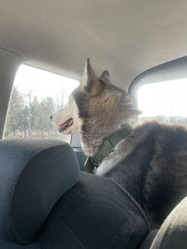 alpin kecisi satilir: Xaski, 10 ay, Erkek, Peyvəndli, Ünvandan götürmə — 2