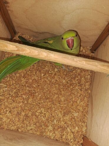 hazir belekler: Salam hazir cut ojirelivi mennen qabag 1defe 2bala verib saglam — 2