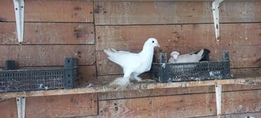 həyət qazı: Satılır: bəzək göyərçinləri dəsti - Növ: bəzək və uçuş üçün saxlanan — 10