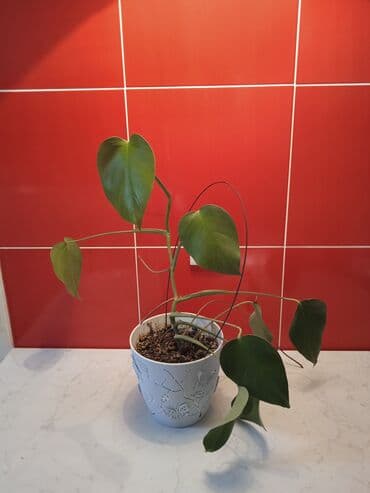 Молодая монстера lalafo.az -da Молодая монстера