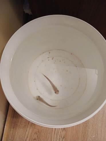 Akula balığı, Yırtıcı