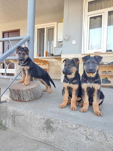 alman afcarkalari: Alman çoban iti, 3 ay, Dişi, Peyvəndli — 2