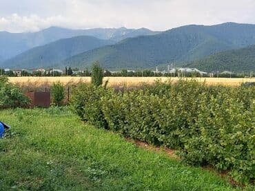 купить дом в баку хырдалан: 27 соток, Для сельского хозяйства, Собственник, Купчая, Техпаспорт — 2