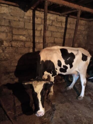 cins ineklerin qiymeti: Satılır: süd və ət istiqamətli mal-qara - 1 baş alaca inək: qara-ağ — 4