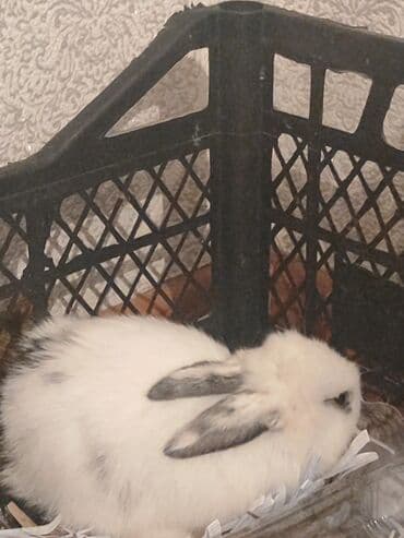 dovşan satişi: Ev heyvanı – dekorativ dovşan balaları - Növ: dekorativ/mini dovşan - — 4