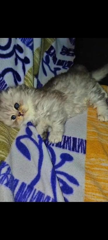 золотая шиншилла: Золотая шиншилла — 2