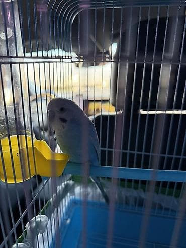 Muhabbet quşu ev şəraitində saxlanmağa uyğun, mehriban növdür