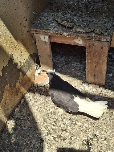 masalli goyercini: Temiz ağbaş ağquyruq bircut.birdenede oz balası — 1