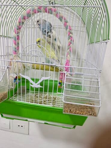 той ырлары попурри: Qefesle birlikde erkek disi papuqay .oxuyan — 2