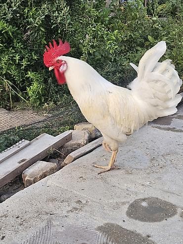 kend xoruzu: Ağ rəngli xoruz - Rəng: tam ağ tüklər, parlaq qırmızı çəngəl və — 2