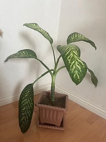 geran gul: Dieffenbachia (Zebrina) otaq gülü - Bitki: Dieffenbachia – iri — 2