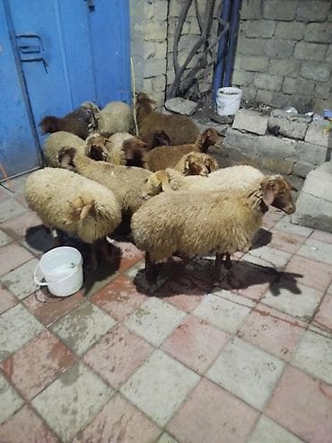 jersey cinsi: Qoyun sürüsü – ət və damazlıq üçün - Növ: yerli quyruqlu/yağlı quyruq — 2