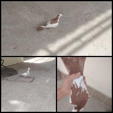 Erkeydi tam saglamdi cutlesir qizgindi cidi aliciya endirim olacaq