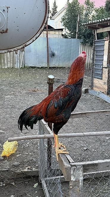 ucuz pişikler: Təsvir: - Cins: Uzunboyun döyüş tipi xoruz (Asil tipli görünüş) - — 8