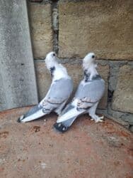 goyərcin şəkli: Hazır cüt hunkarlər — 4