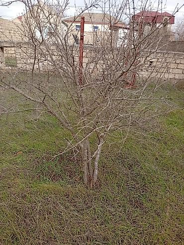 ev eşyalarl: Satılır. Bakı üzüm sarı . birde nar ağacı . ikisidə şit torpaq — 5
