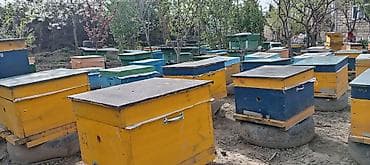 hinduşka satışı: 30 yeşi̇k sağlam ari ai̇ləsi̇ satilir karni̇ka və bakfast — 5