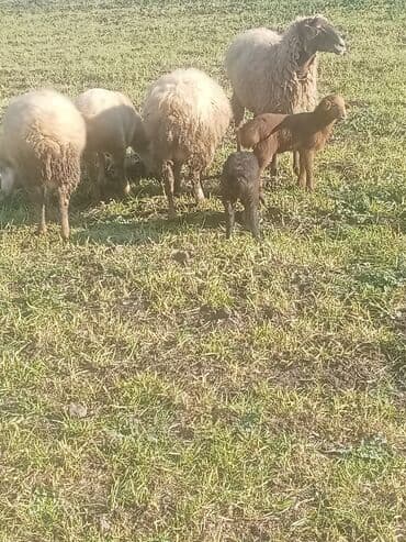 xacmazda satilan inekler: 1ci 2ci 4cü qardilar 470 deylir balali cidi şexsler zeng vursun — 3