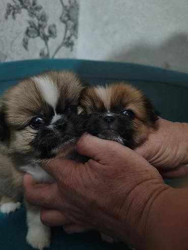 ağ itlər: Pekines, 2 ay, Erkek — 1