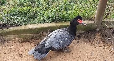 Erkək, | Lal ördək, Damazlıq, Ödənişli çatdırılma