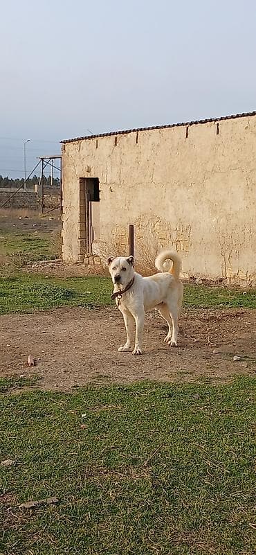 pulsuz itler: Alabay, 2 il, Erkek — 3