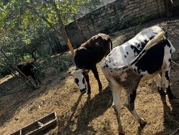 yerli inekler: Məhsul: Mal-qara (2 baş düyə/inek) Təsvir: - Şəkillərdə 2 baş — 4