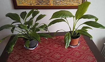 step deke: Spathiphyllum (Sülh zanbağı) otaq bitkiləri – 2 ədəd saksıda — 1