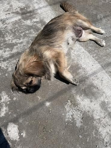it yemekleri: Pekines, 1 il — 3