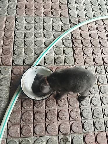 pekines satışı: Kane-Korso, 1 ay, Dişi, Peyvəndli — 6