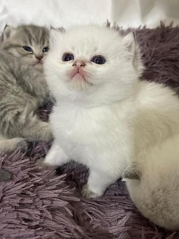 cutlesdirmek ucun pisik: Britan — 3