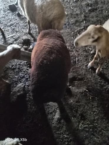 mal qara: Qara rəngli qoç - Növ: Yerli qoyun (qoç) - Rəng: Tam qara, bədənin — 5