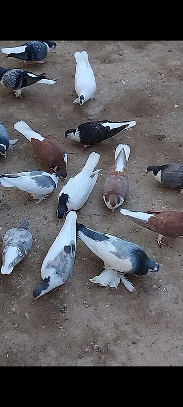 quş hini: 12 eded delfin 5 eded dekarativ cemi 17 eded cut cut 30 manat topasn — 9