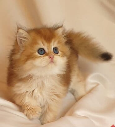 sari pisik: Britan, Dişi, Yaxşı əllərə, Ünvandan götürmə, Ödənişli çatdırılma — 5