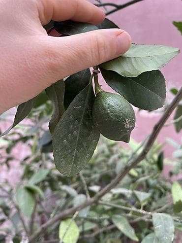apelsin agaci: Limon ağacı – iri dibçəkdə - Növ: sitrus, limon - Dibçək: böyük — 2