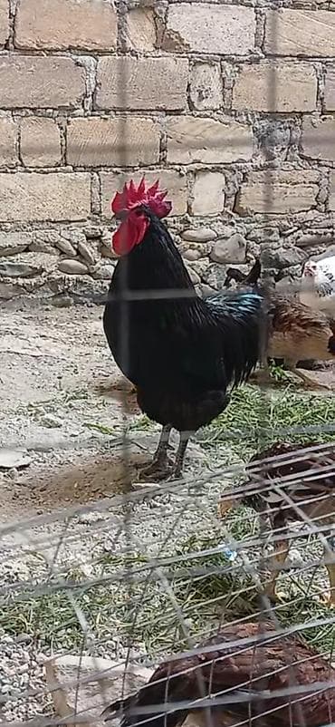 xaski gence: Temiz qan Avstrolop 1 yaw yarim 100%saglam — 1