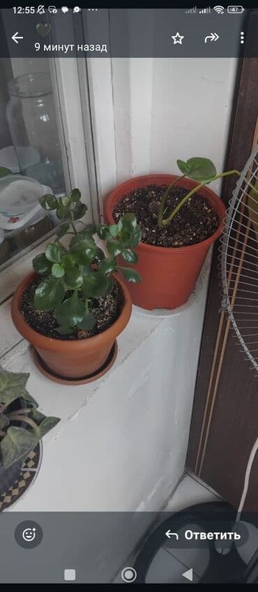куплю комнатные растения: Məhsul: Otaq gülləri (saksıda) Təsvir: - Şəkillərdə müxtəlif — 17