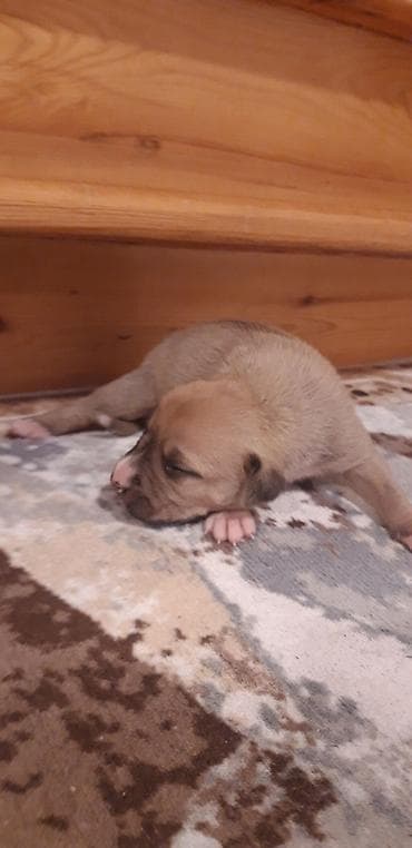 it pitbull: Pitbul, Peyvəndli — 7