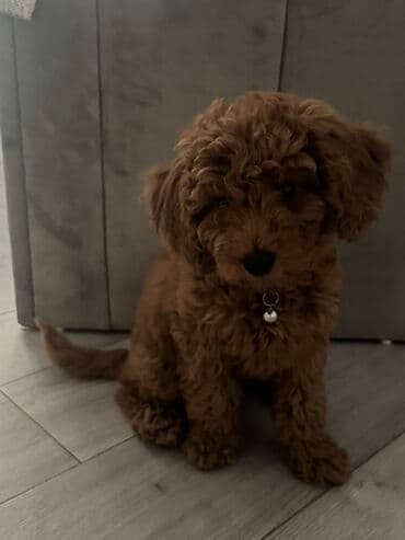 pudel bala: Pudel, 3 ay, Dişi, Pulsuz çatdırılma — 1