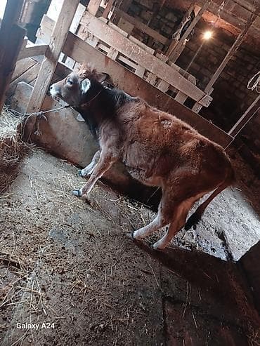 itlerin satisi bakida: Dana, buzov, Erkək, ay: 5, Damazlıq — 2