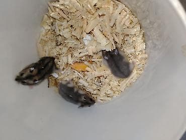 ev goyercinleri: 1 ayliqdilar❗❗ 🐁🐀 1 ededin qiymeti 3 azn dir❗〰️❗ 🐀🐀🐀🐁 Qara və boz — 8