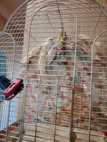 Tutuquşları: Təcili satıram qiyməti razılaşma yolu ilə — 2