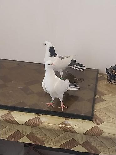 Bir balalardi den yeyen balalardi biri 18 biri 20 Tuklerdi.Hundur